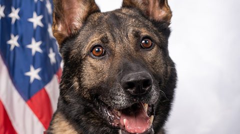 Neptune, an Air Force Military Working Dog assigned to the 380th Air Expeditionary Wing, poses for an official portrait at an undisclosed location within the U.S. Central Command area of responsibility, May 14, 2024. Photo by Tech. Sgt. Mercedee Wilds.